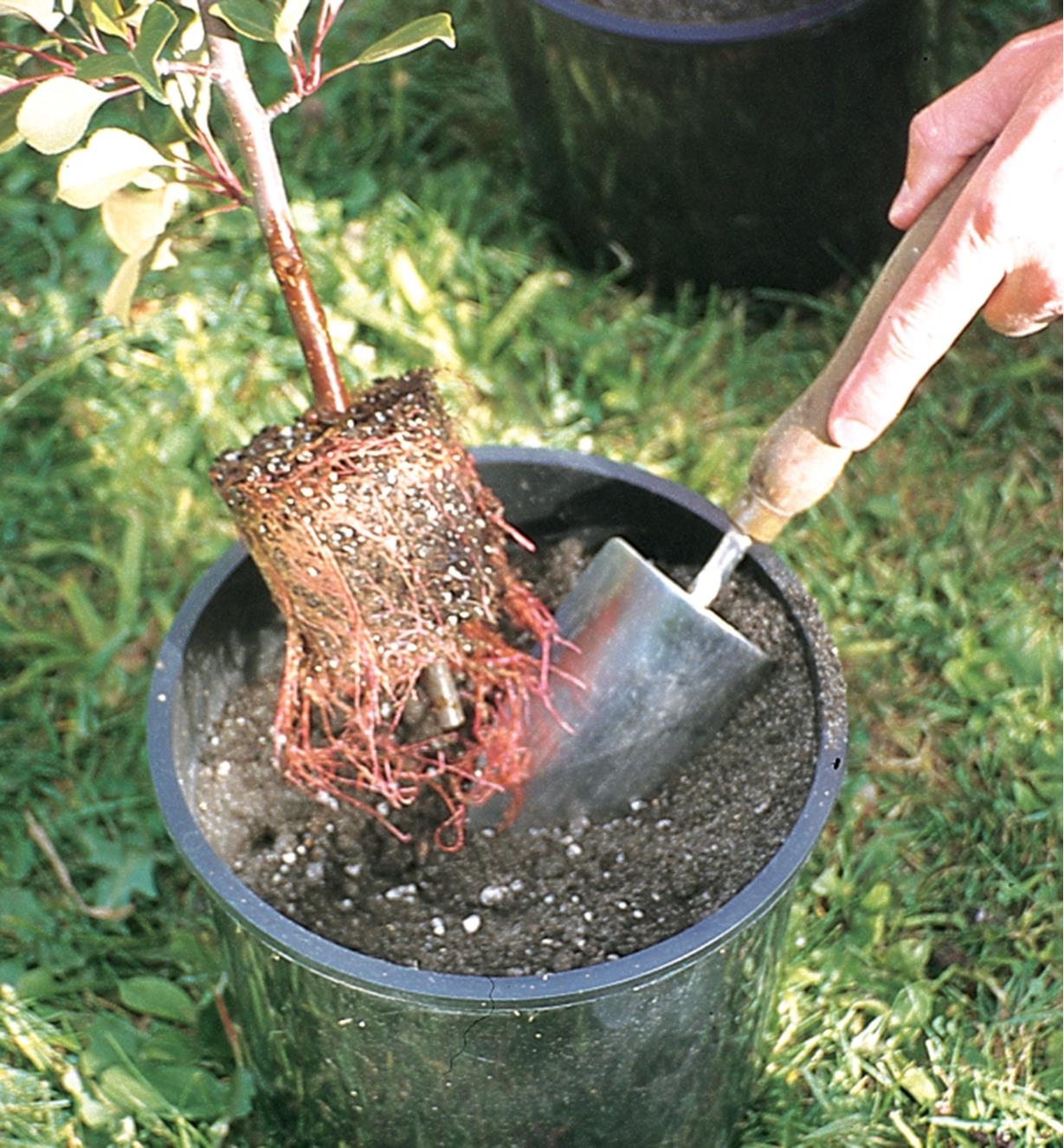A plant being transplanted into a flowerpot