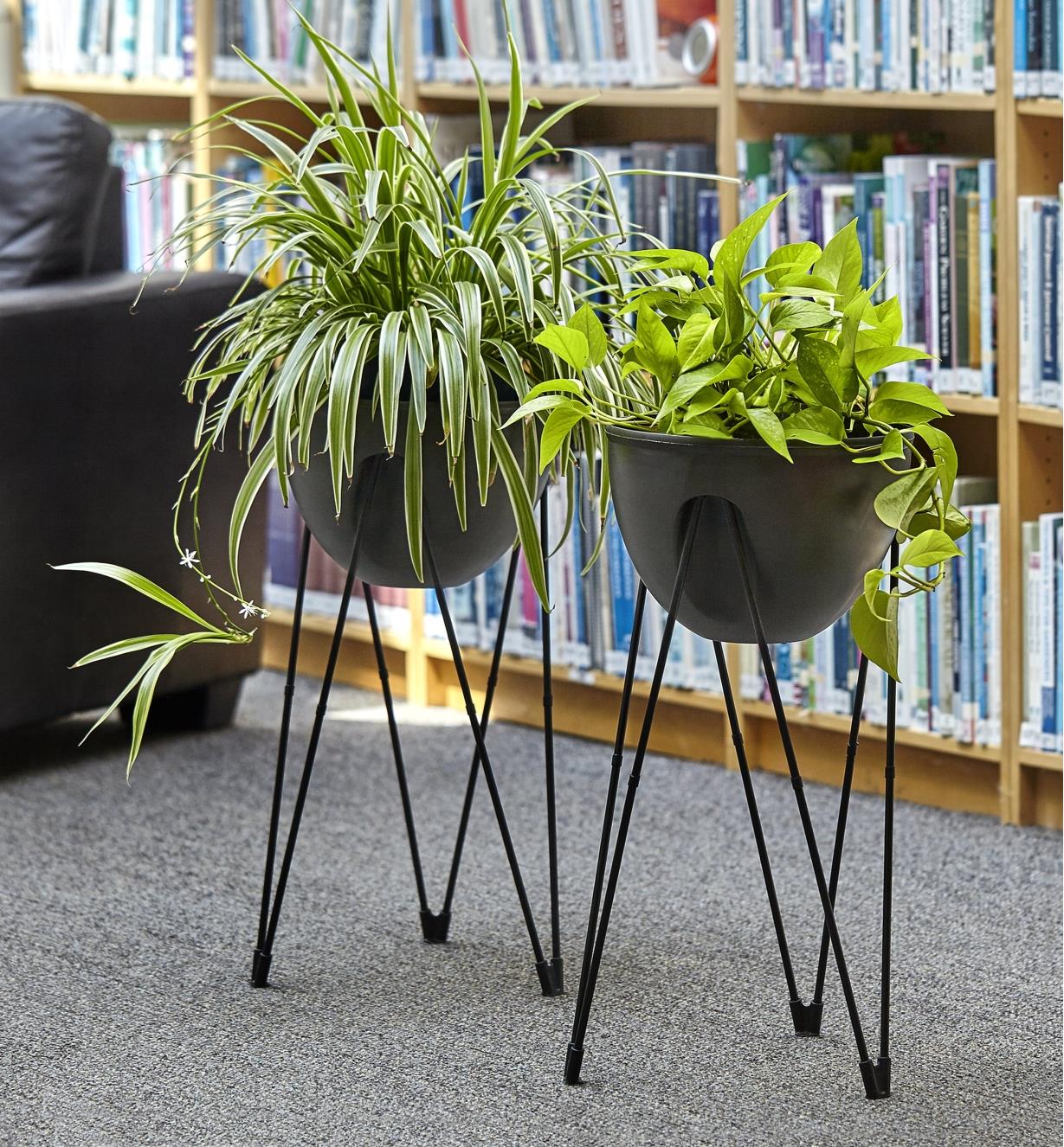 A spider plant and a pothos plant growing indoors in two self-watering planters