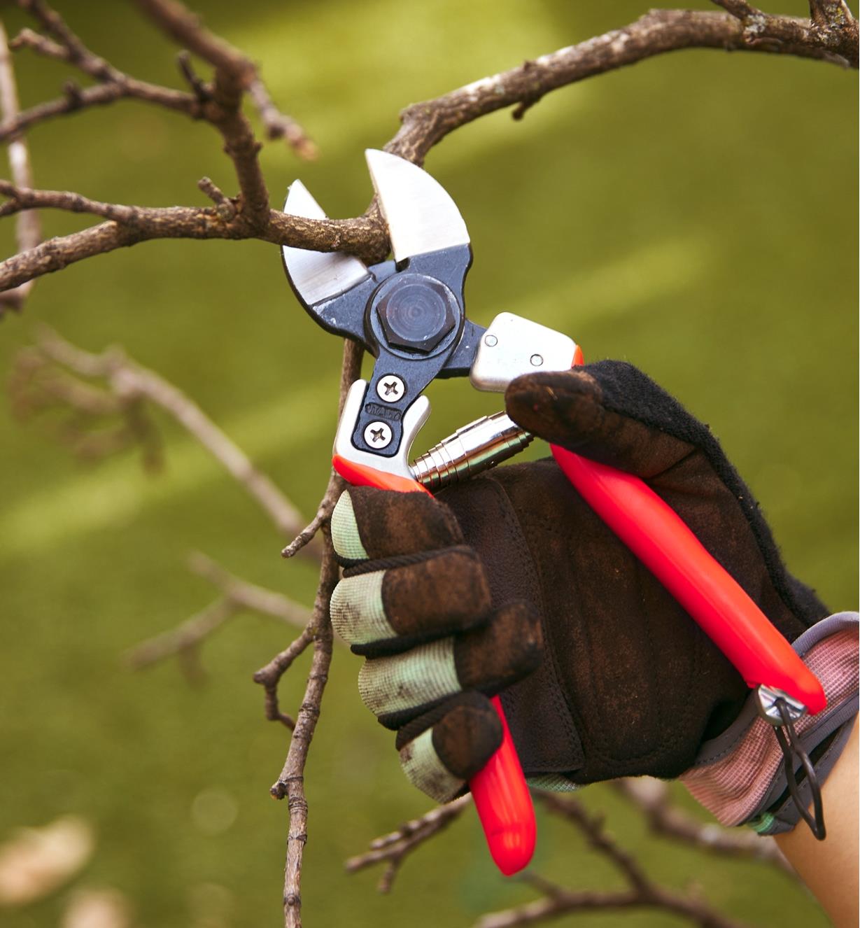 Cutting a woody branch with the Castellari double-bladed pruner