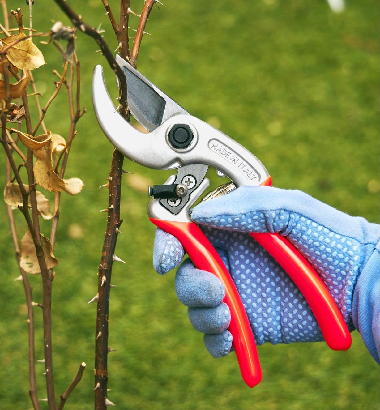 Cutting woody stems with the Castellari curved-anvil pruner