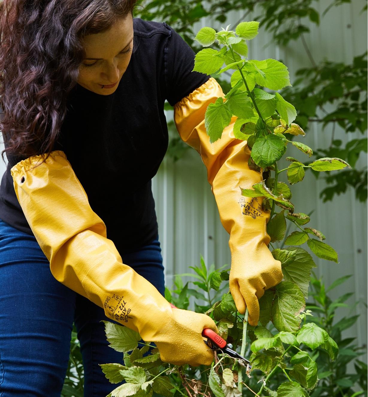A woman wearing pruning gloves leans over to prune a rose bush