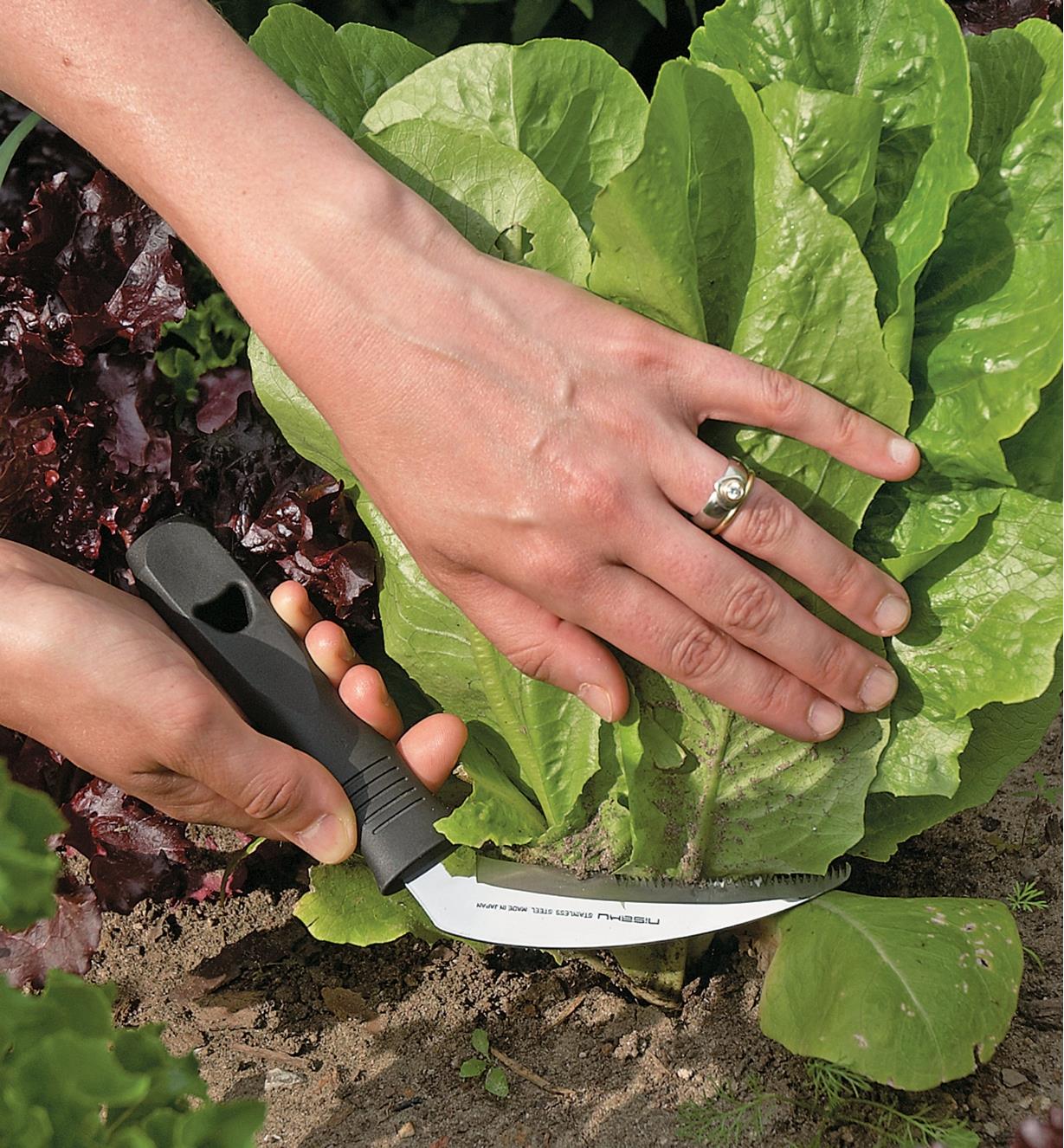 Using the sickle knife to cut plants close to the ground