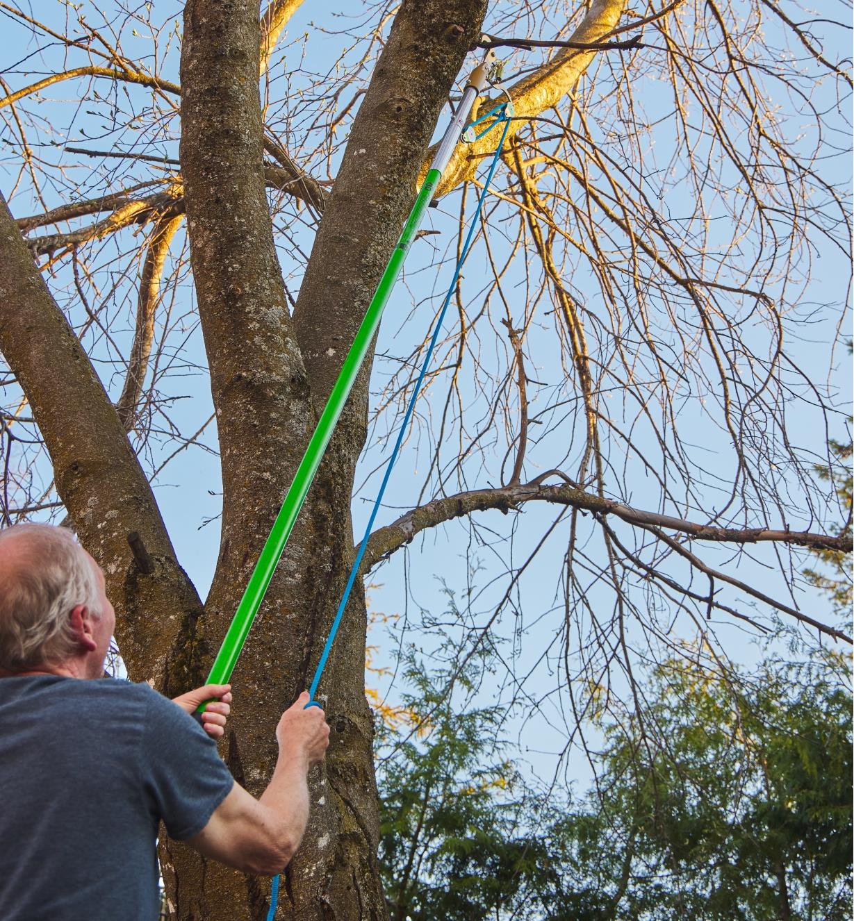 Pruning a mature tree using the Jameson professional tree pruning kit
