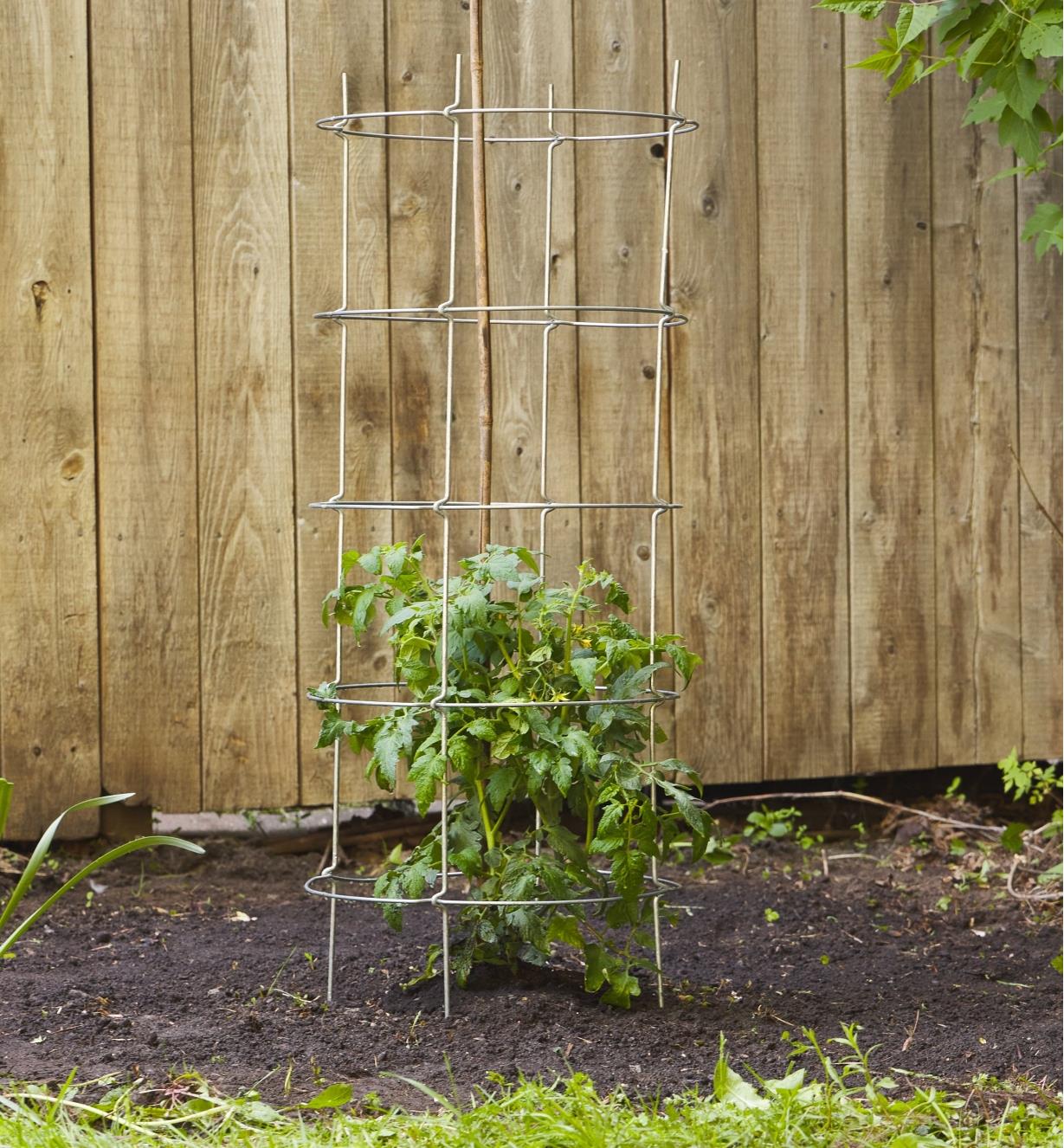 A tomato plant supported by the folding tomato cage