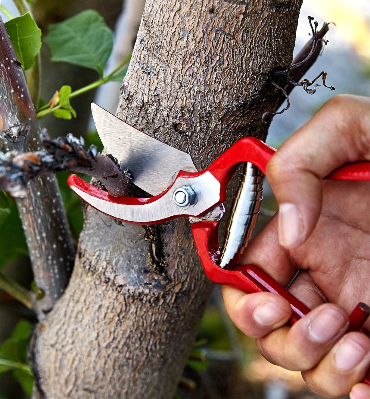 Using the bypass pruners to trim a small branch close to a tree trunk
