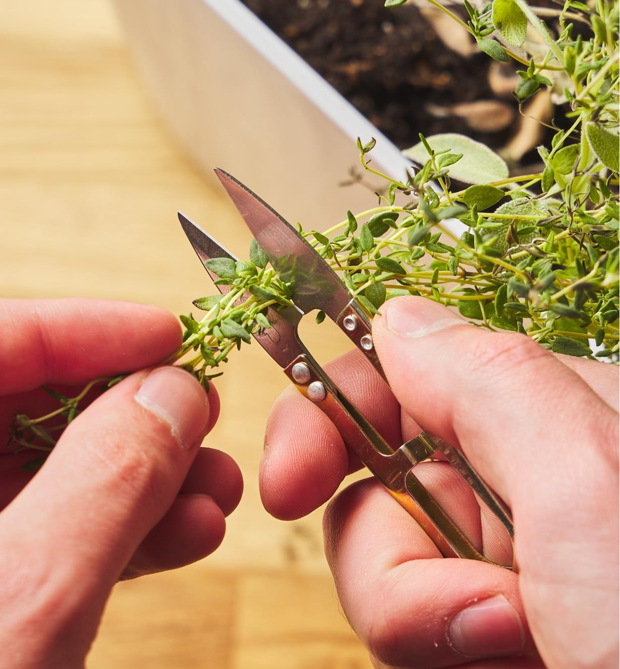 Using a pair of spring shears to harvest a sprig from a potted thyme plant