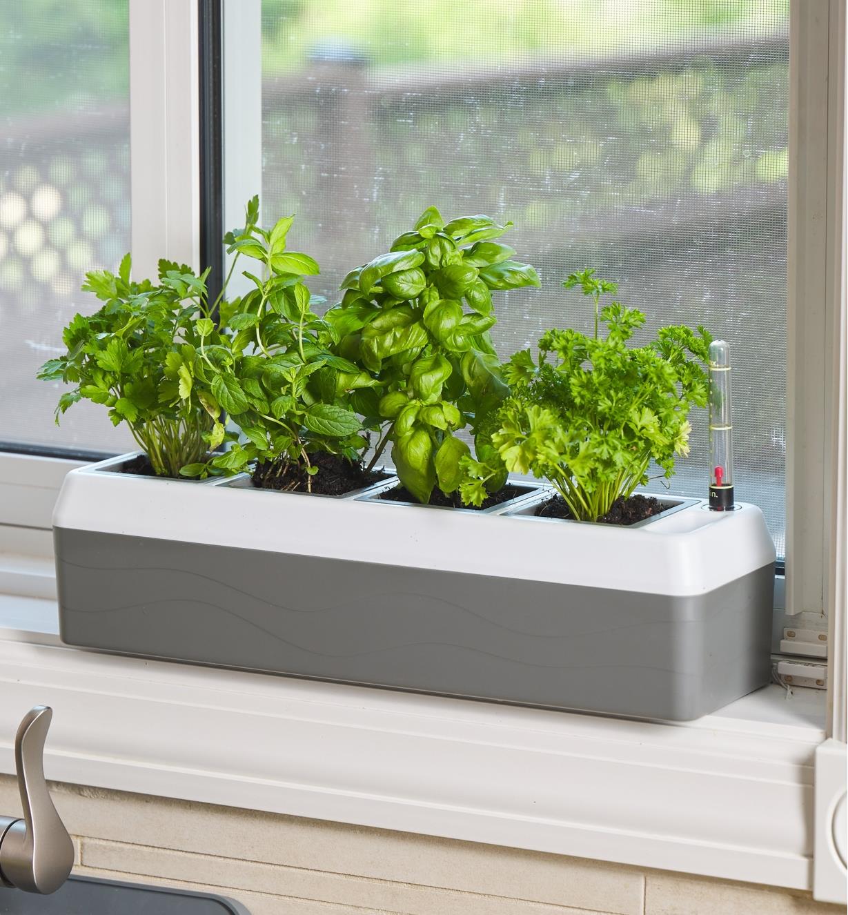 A self-watering windowsill planter filled with herbs sits on a window ledge