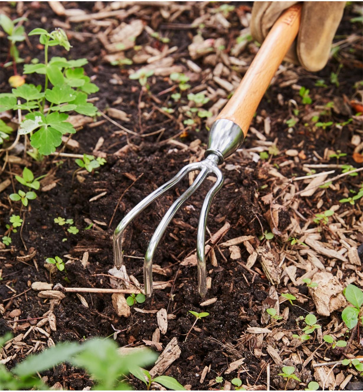 Weeding a garden using the three-prong cultivator