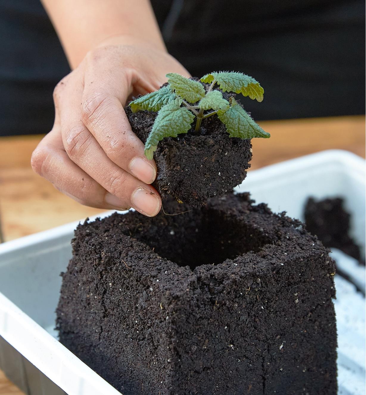 A small soil cube with a plant being placed into a large soil block