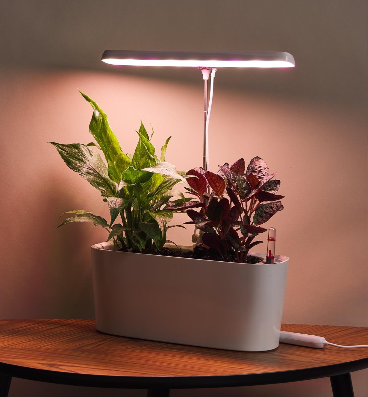 Two houseplants growing in a grow light & self-watering planter set placed on a small table