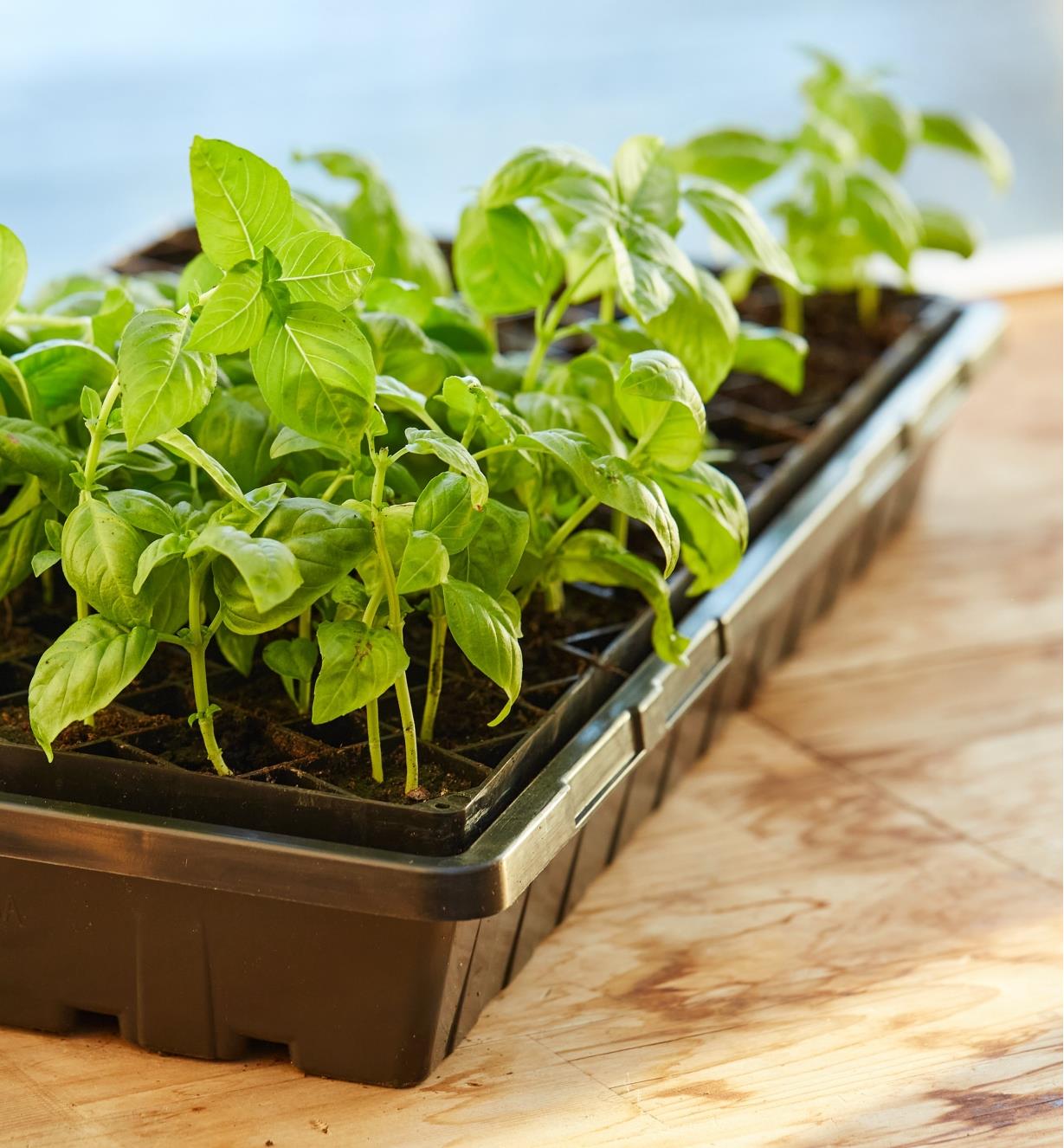 A 72-cell seed starter with growing seedlings resting in a propagation tray