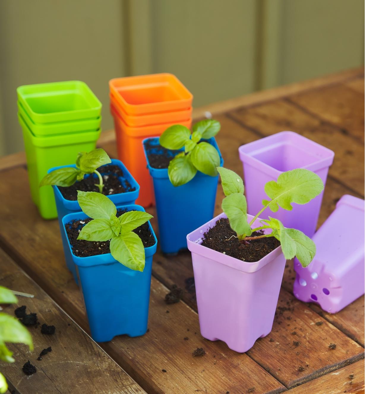Differently colored seed starting pots with seedlings growing in them