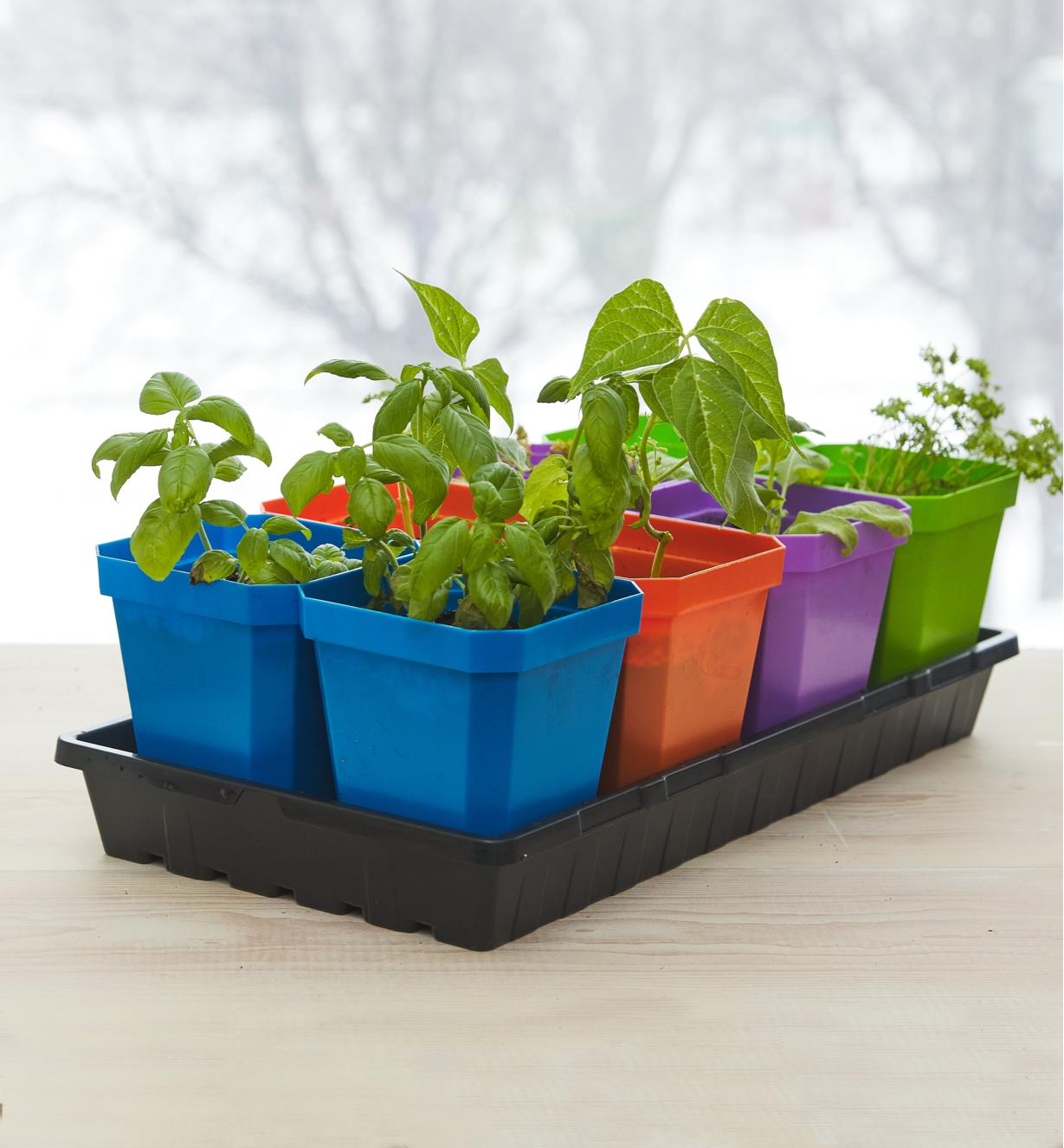 Plateau de culture contenant quatre paires de pots bleus, orange, violets et verts avec de jeunes plants