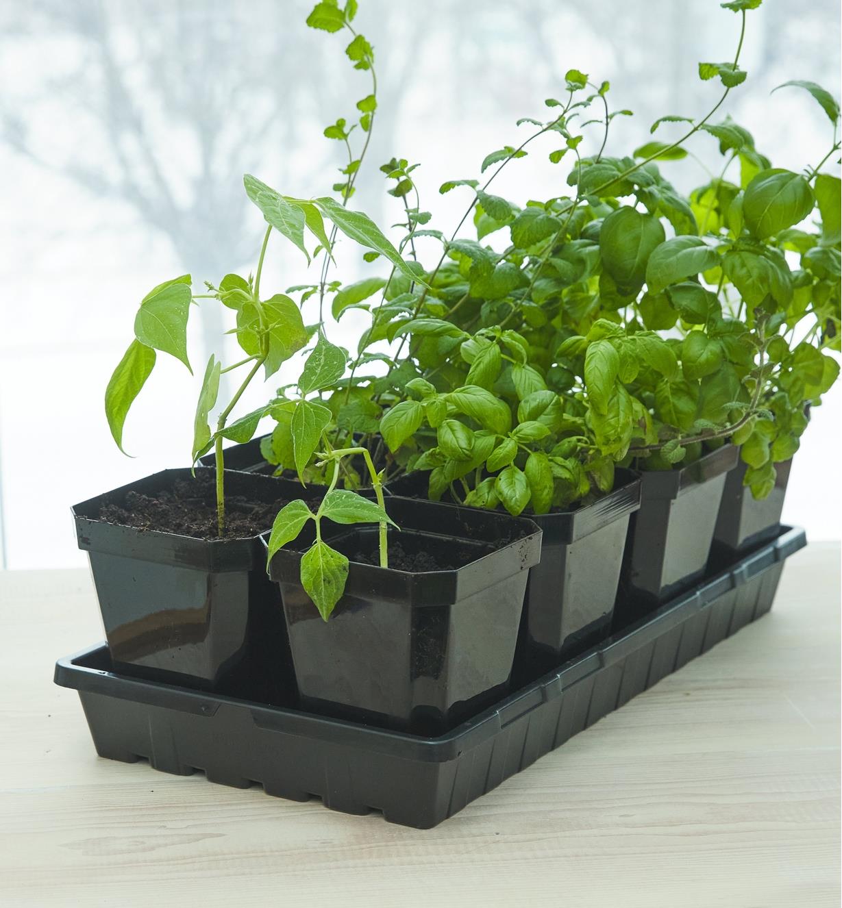 Black pots with growing plants resting in a propagation tray