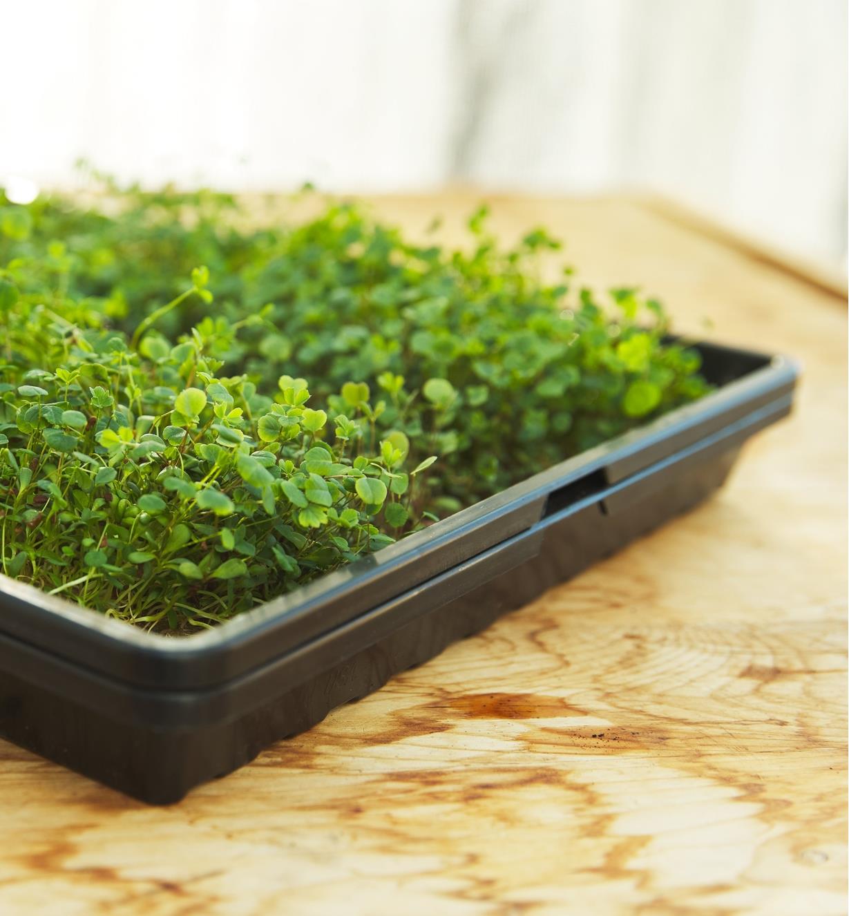 Microgreens in a seeding tray