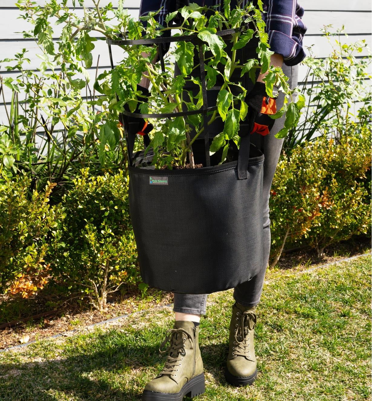 A gardener carries the 7 gallon mesh fabric pot with a tomato plant growing in it