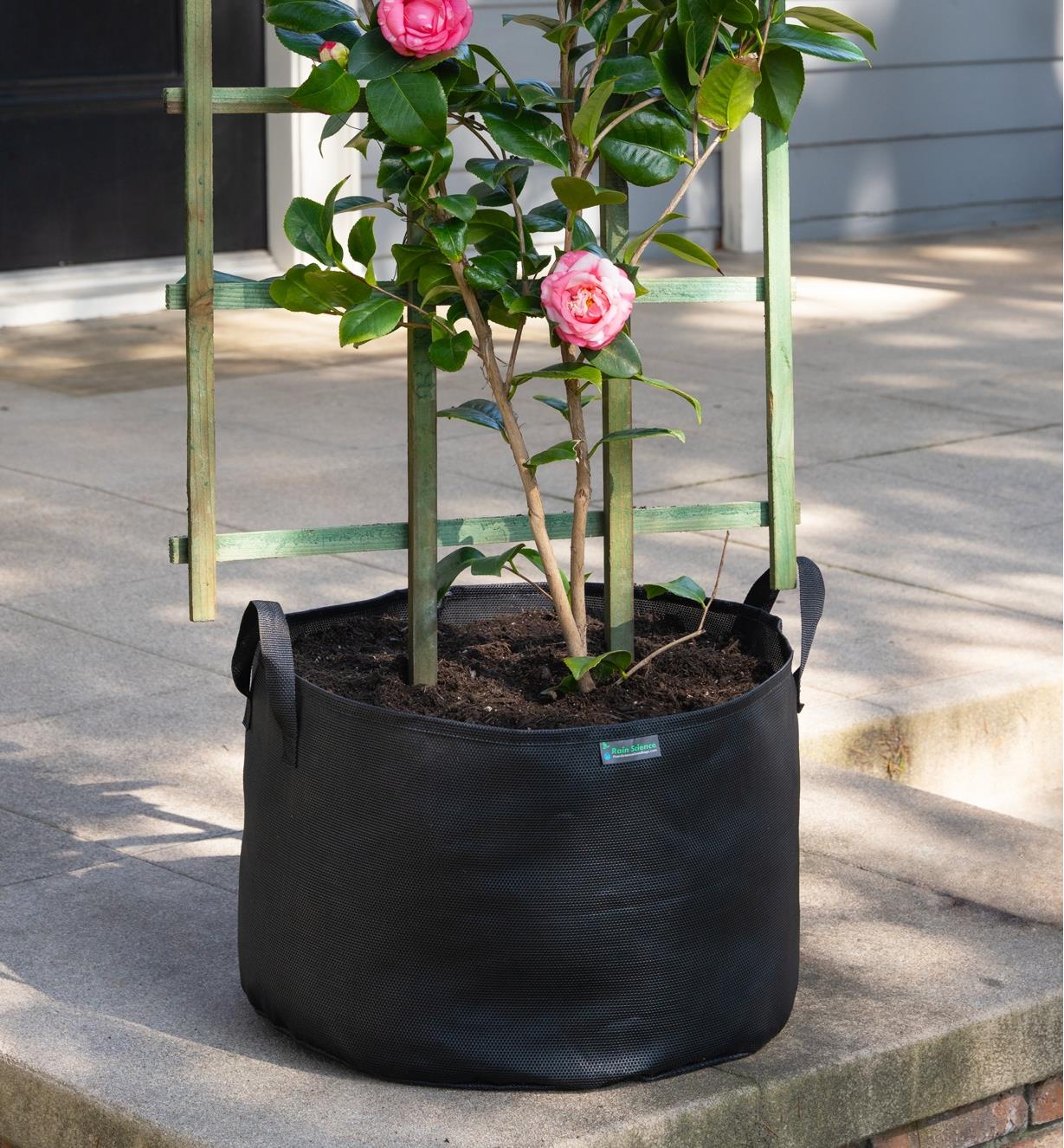 The 15 gallon mesh fabric pot with roses planted in it sits on a patio