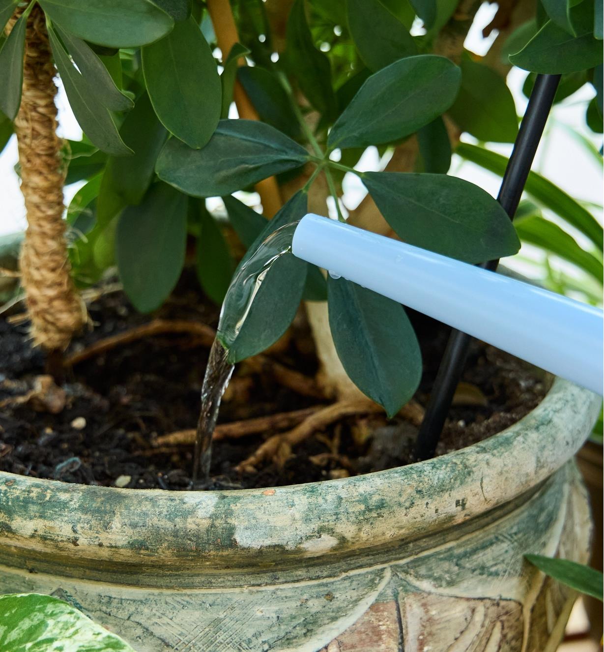 Water flowing from the straight spout on a 4 litre watering can into the soil of a potted plant