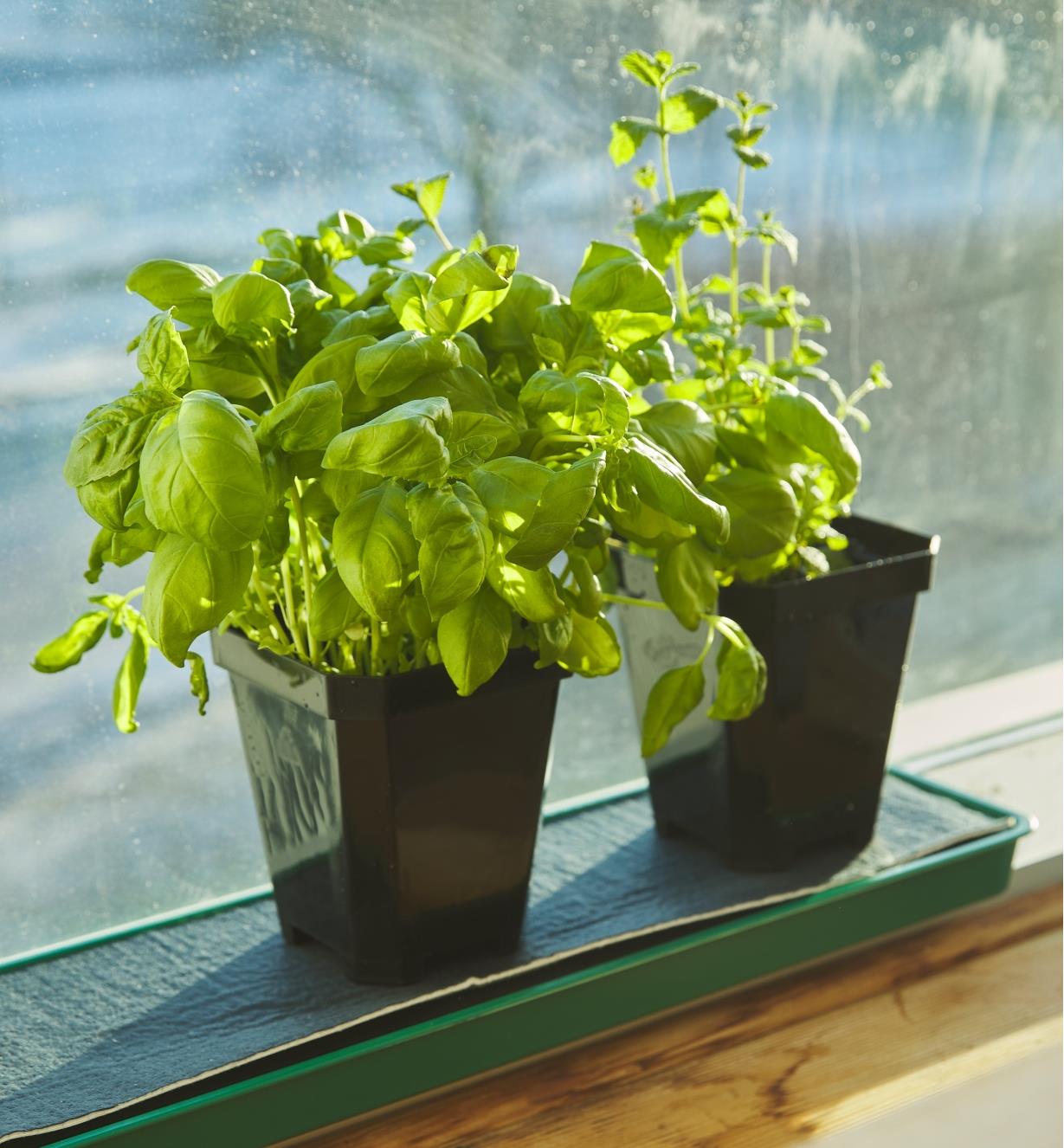 Two black pots with plants on a self-watering window tray