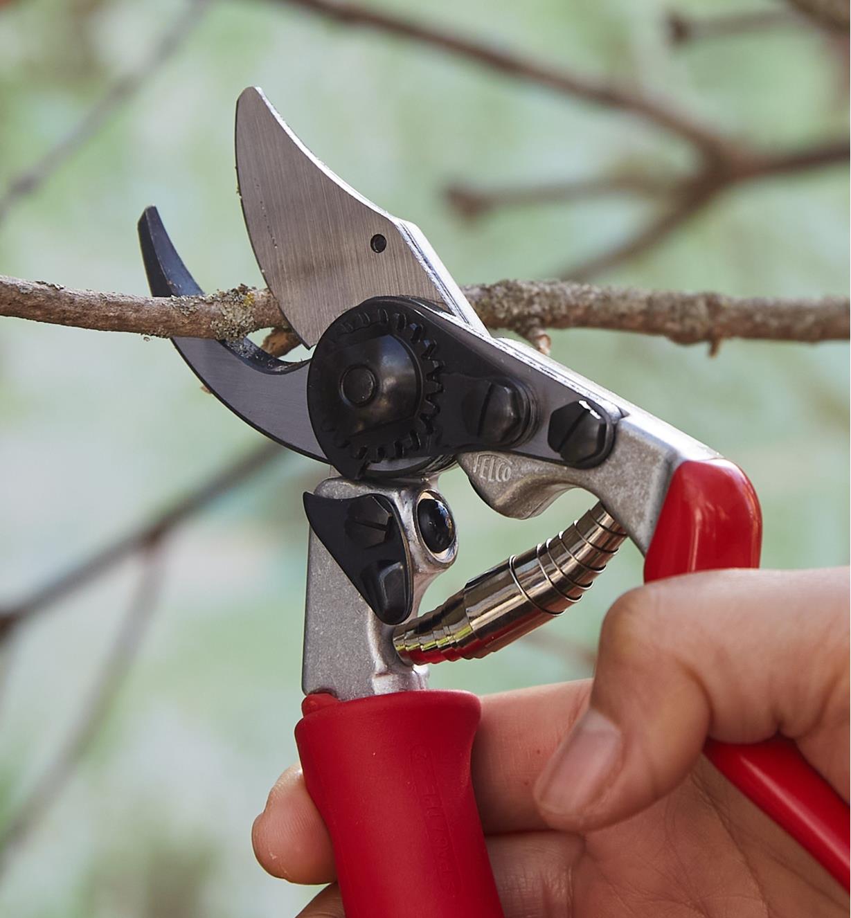 Using the Felco #15 pruner to cut a branch