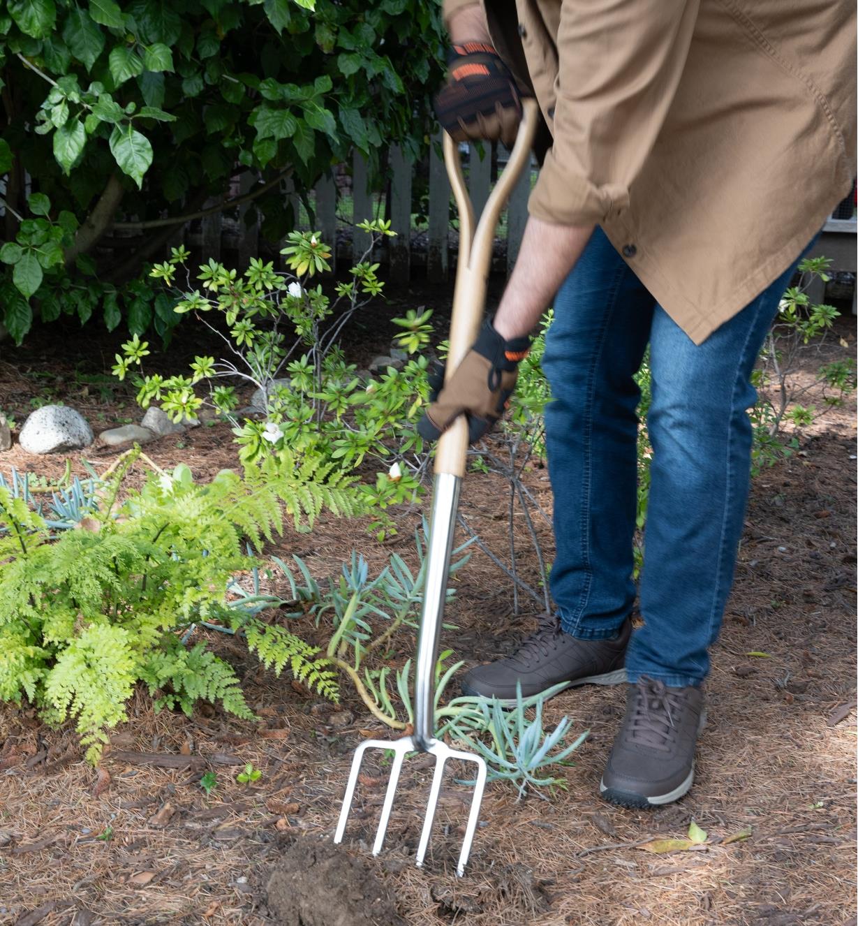 A gardener pushes the digging fork into the ground
