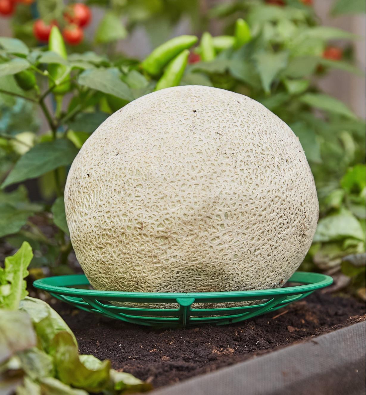 A melon sitting on a melon/squash cradle in a garden
