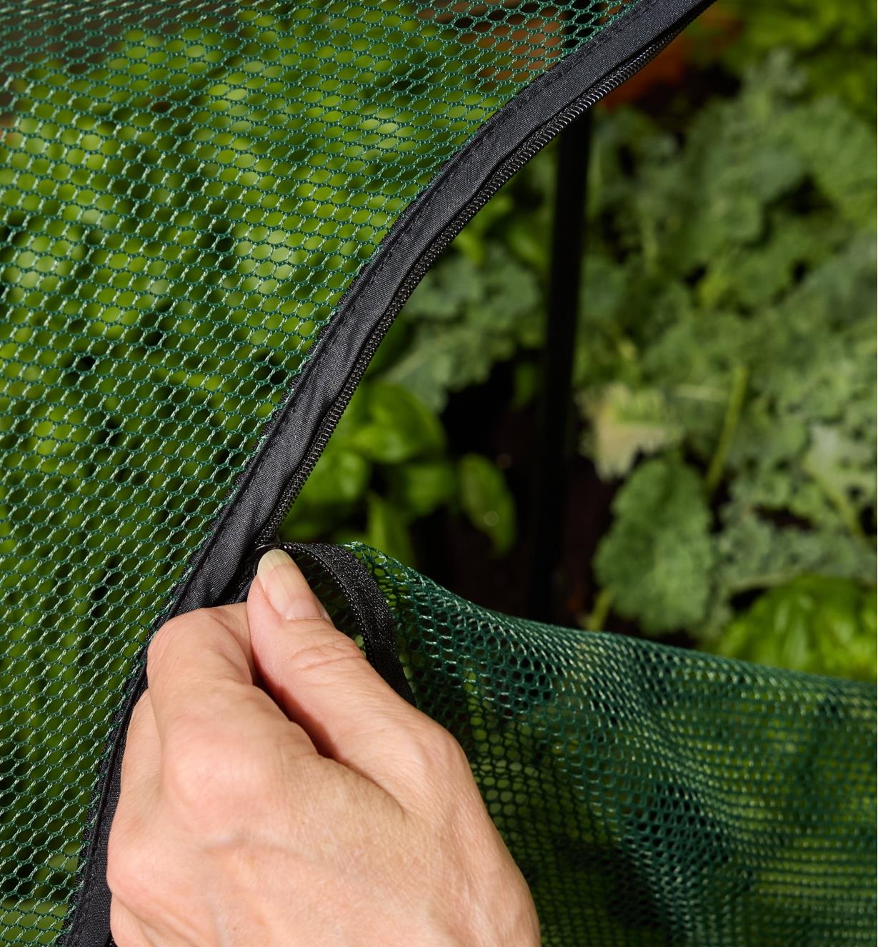 A gardener unzips the zippered panel on the umbrella plant dome