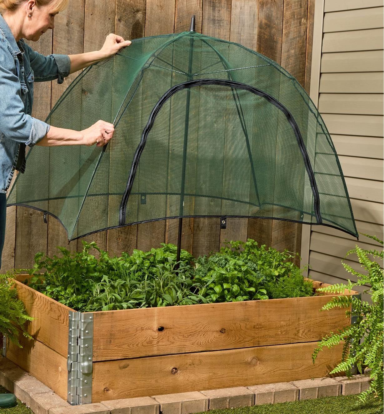 A gardener places the umbrella plant dome over some herbs and greens growing in a raised bed