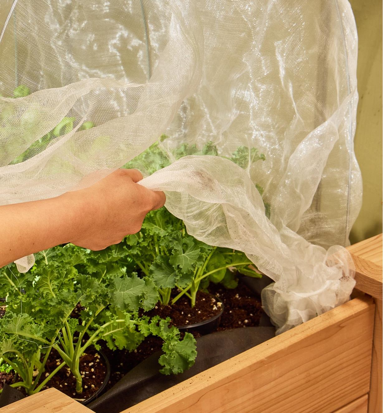 Lifting insect protection fabric off plants that are growing in a raised garden bed