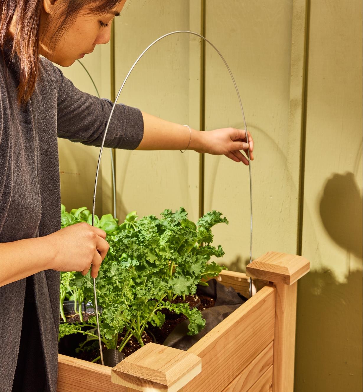A garden hoop being placed in a raised garden bed with greens growing in it