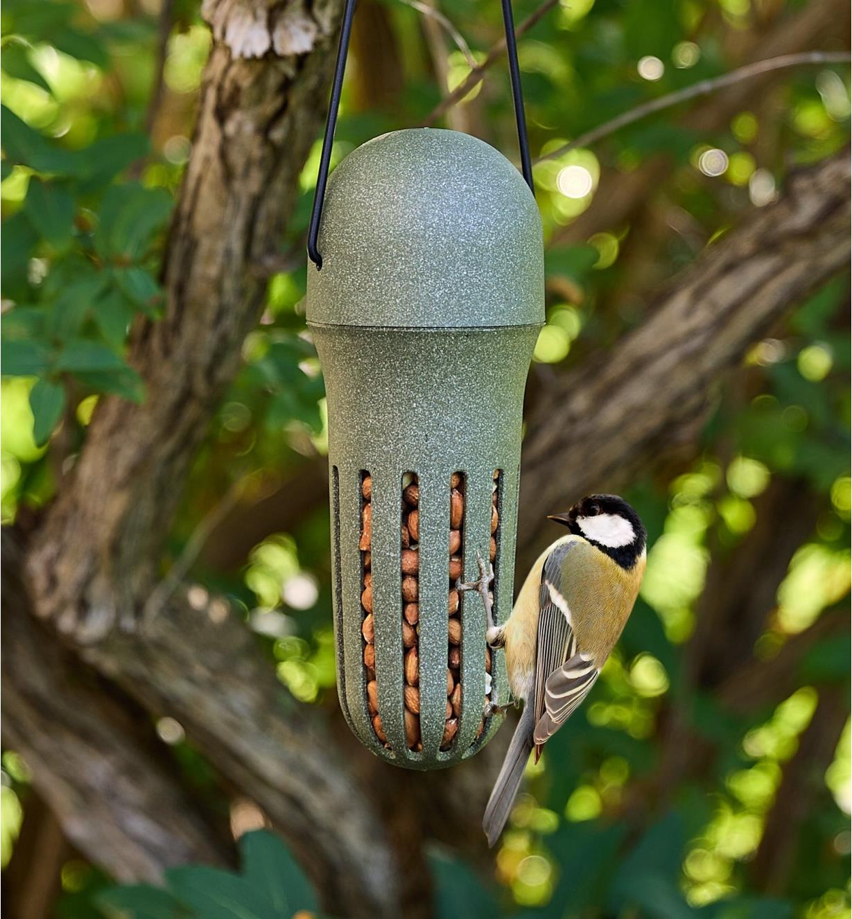 A bird perching on the peanut bird feeder