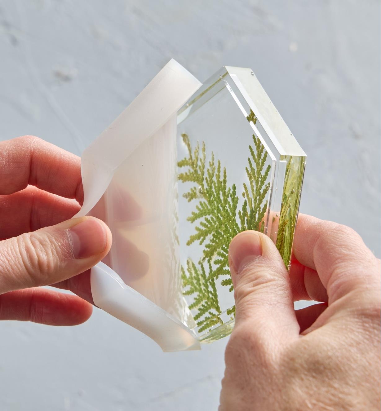 A cured epoxy table coaster containing embedded cedar foliage being removed from a silicone mold