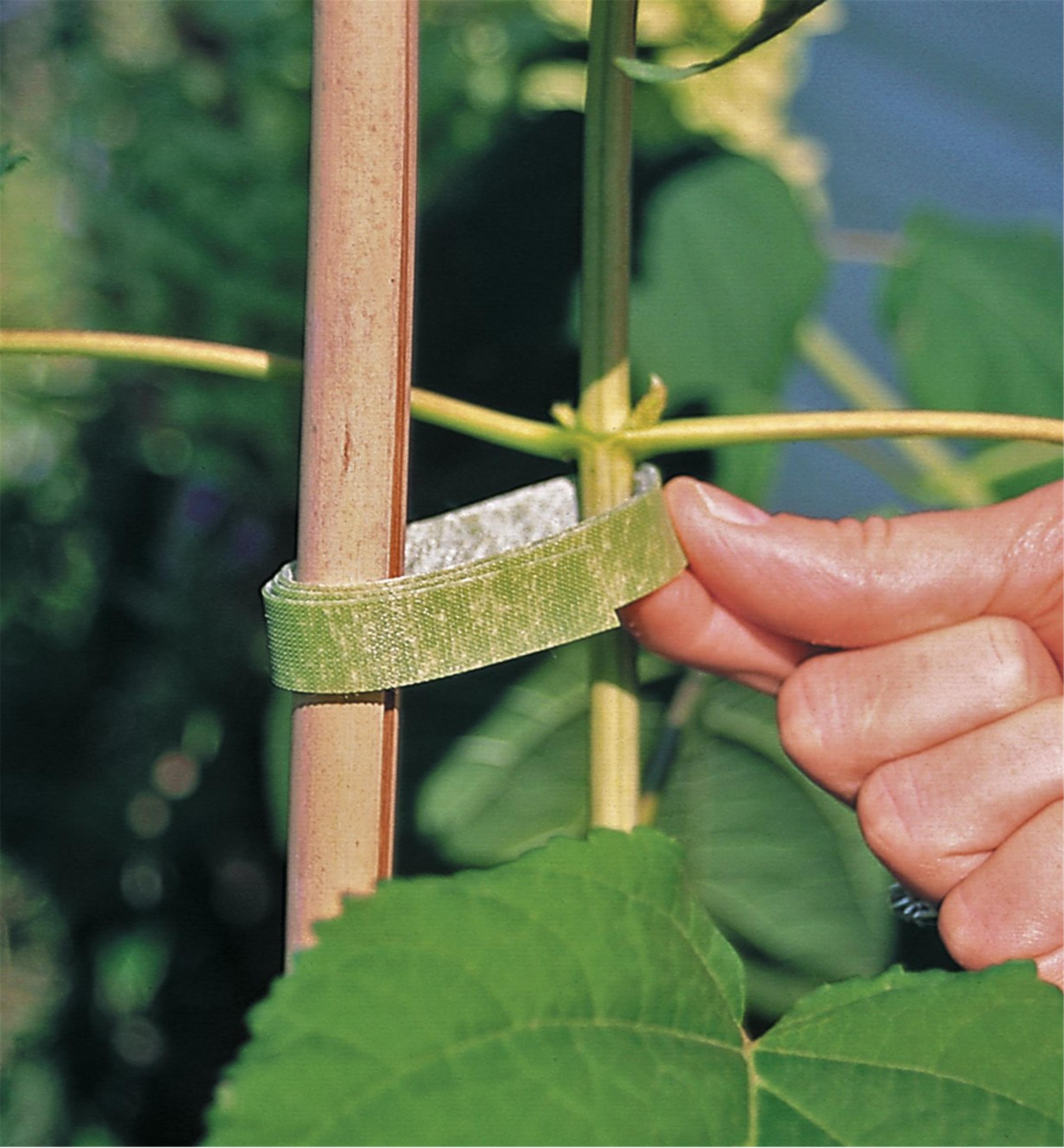 Plant Clips, Ties, Velcro or Twine  Best ways to secure your plant to  trellises