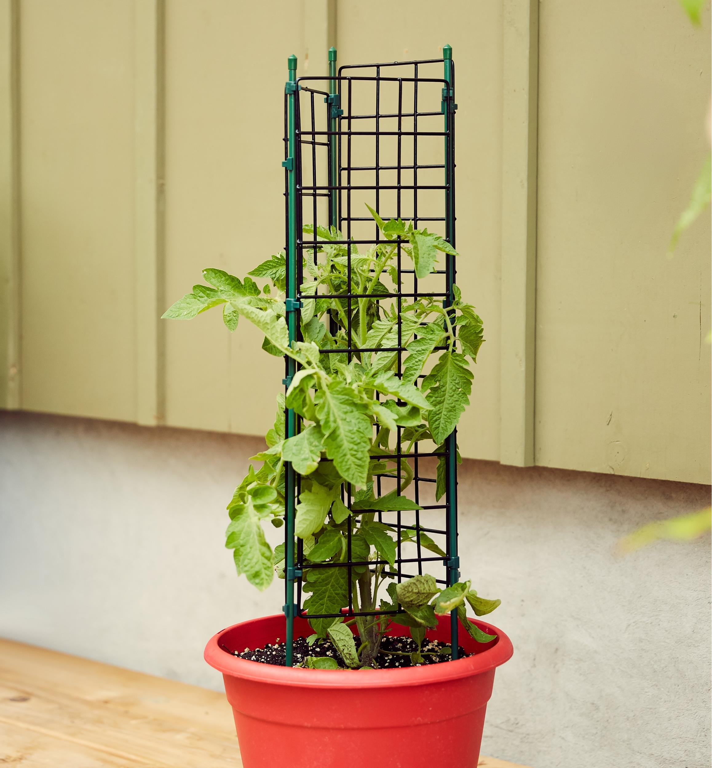tomato cage for planters - lee valley tools